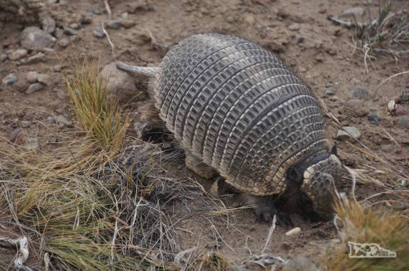 Encontro com um simpático tatu, no caminho para El Chaltén, na patagônia argentina